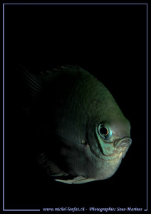 Little Damzel fish... :O)... by Michel Lonfat 